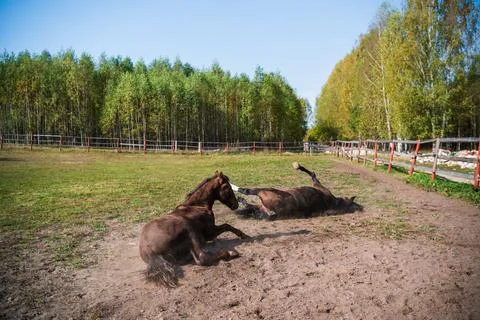 Two horses take mud baths in a paddock on a farm while walking Stock Photos