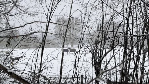Two horses touching noses in winter snow covered field during snowfall Video stock 333305042