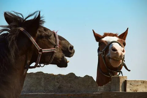 Two horses on a walk play, attacking each other Stock Photos