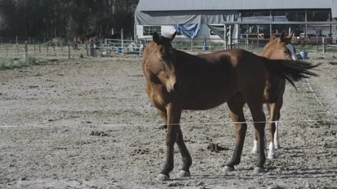 Two horses walk side by side across a dusty paddock 스톡 동영상 343573787