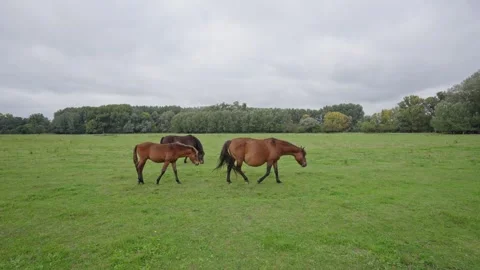 Two horses walking in a field Stock Footage 298062956