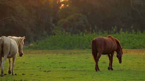 Two Horses Walking in Open Green Field During Golden Hour Stock Footage 328529424