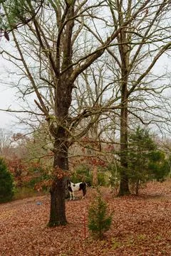 Two horses walking through a peaceful winter forest of tall leafless trees Stock Photos