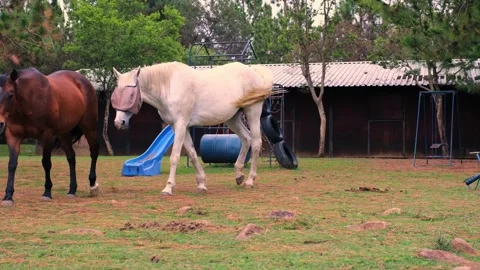 Two Horses Walking Toward Camera in Farmyard Stock Footage 320636197