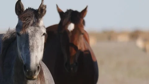 Two horses watch in the camera. Saigas runs on the background Stock Footage 269130595