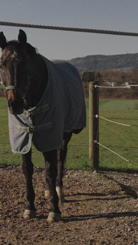 Two horses wearing winter blankets standing still in an outdoor paddock on a Stock Footage 331002202