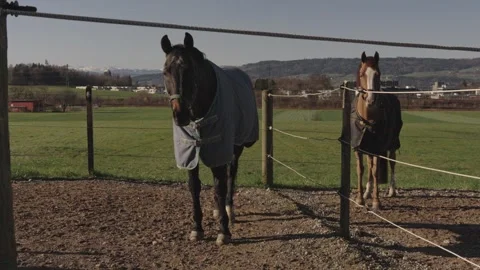 Two horses wearing winter blankets standing still in an outdoor paddock on a Vídeo Stock 331002764