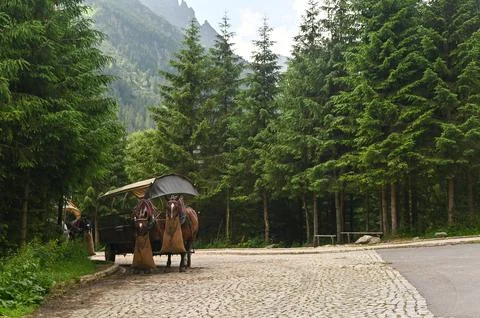 Two horses while hitched to old wooden cart, eating from feed bags while st.. Stock Photos