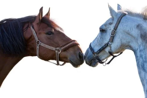 Two horses on a white background Stock Photos