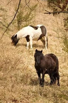 Two Horses in the Wild 库存照片