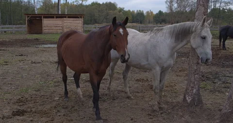 Two horsesare standing in the paddock in a free-range stable. Stock Footage 310624566