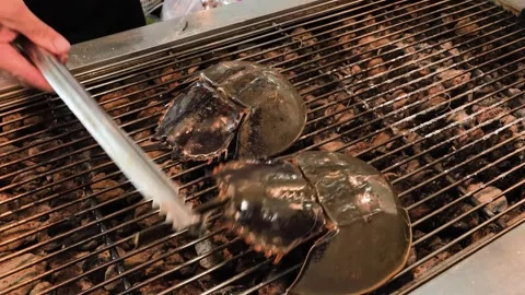 Two Horseshoe Crabs Grilling on a Charcoal BBQ Grill in a Street Food Market Stock Footage 344221507