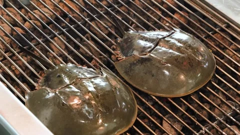 Two Horseshoe Crabs Grilling on an Open Barbecue Grate Stock Footage 344221165