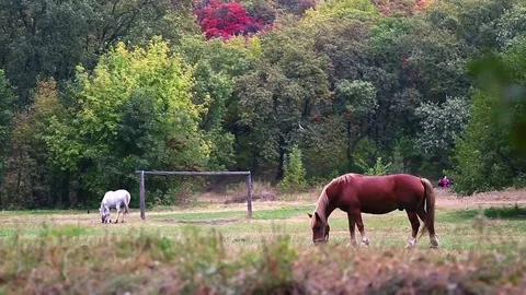Two horss grazing in a meadow between trees on a summer day. Eating green Stock Footage 73734176