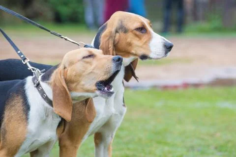 Two hounds on leashes. Close up Stock Photos