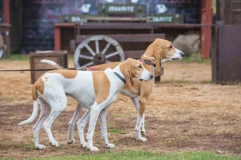 Two hounds on leashes. Stock Photos