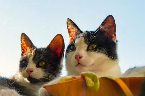 Two house cats basking Stock Photos