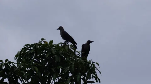 Two house crows are perching on a tree against the cloudy sky Stock Footage 316241616