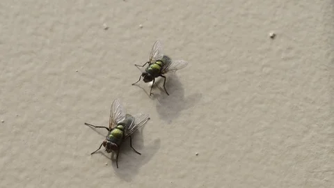 Two house flies walking close up Stockbeeldmateriaal 80967725