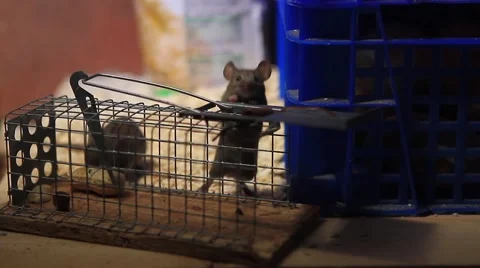Two House mice smelling and climbing on a trap Stock Footage 40705925