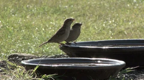Two House Sparrows drink from bowl. Stock Footage