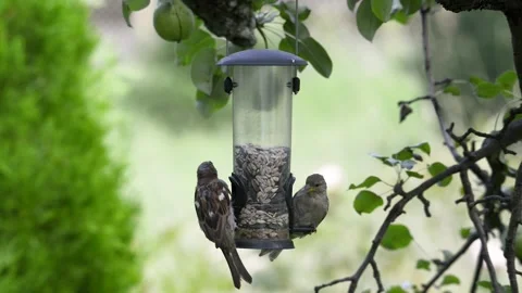 Two House Sparrows eating at bird feeder Stock Footage 137123070
