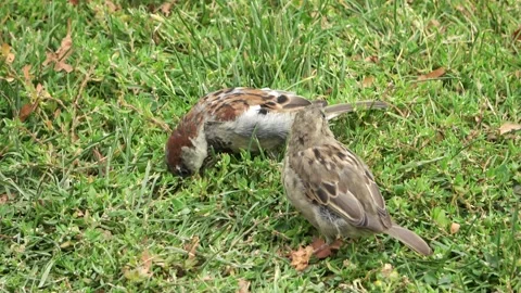 Two house sparrows foraging for food on a green lawn Stock Footage 342866611