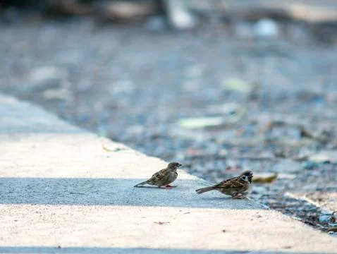 Two House Sparrows Foraging Together on Sunlit Concrete Pathway Edge in Urb.. 스톡 사진