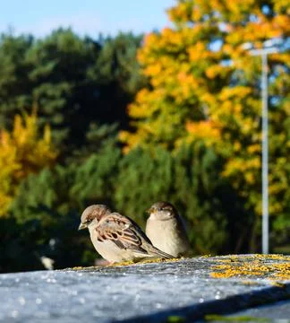 Two House Sparrows Perched on Stone Edge with Autumn Background Stock-Fotos