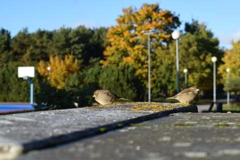 Two House Sparrows Perched on Stone Edge with Autumn Background Foto stock