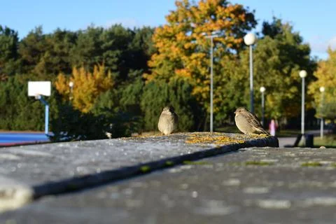 Two House Sparrows Perched on Stone Edge with Autumn Background Stock Photos