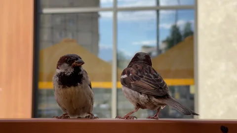 Two House Sparrows Perched Together on a Wooden Railing Stock Footage 339730557