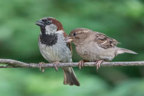 Two House Sparrows Stock Photos