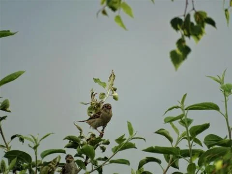 Two house sparrows sitting on a tree Stock Photos
