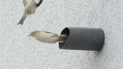 Two house sparrows taking off simultaneously from a wall pipe Vídeos de archivo 334333186