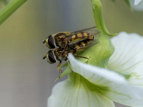Two hoverflies mating on a white flower Fotos de archivo