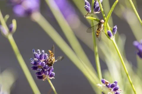 Two Hoverflies Pollinating a Purple Lavender Flower WIth Blurred Background Foto stock