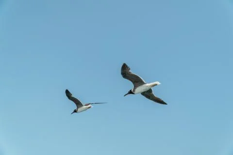 Two hovering seagulls in the blue sky Foto stock