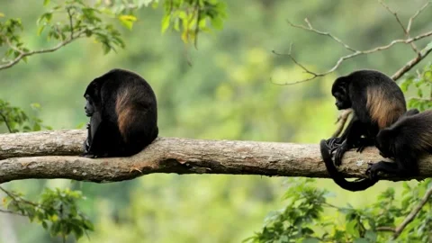 Two Howler Monkeys Sitting on a Tree Branch in Lush Rainforest Stock Footage 310706721
