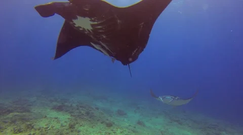 Two huge manta rays just in front of the camera Stock Footage 50798898