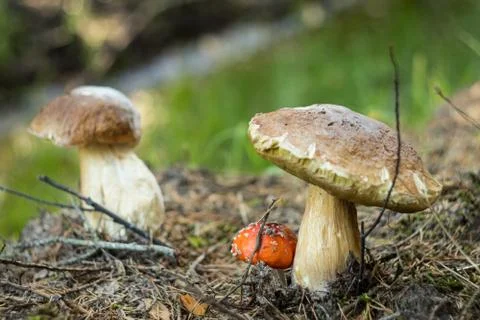 Two huge Porcini mushrooms and small Amonita Muscaria Stock Photos