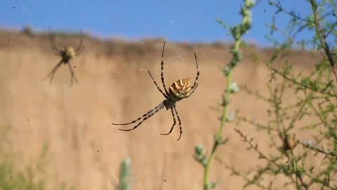 Two huge spiders on a web in the grass Видео 159645812