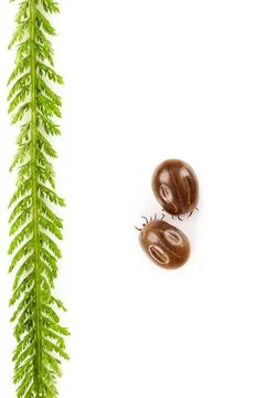 Two huge ticks with leaf from above. Two huge ticks with leaf isolated on ... Stock-Fotos