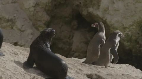 Two Humbolt penguins on cliff with two seals. Stock Footage 116585102
