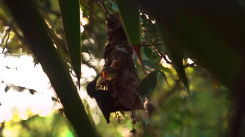 Two Hummingbird Feed Chick in Nest Video stock 261092175