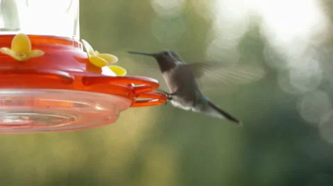 Two Hummingbirds At A Feeder Stock Footage 35405269
