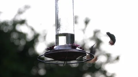 Two hummingbirds at feeder Stock Footage 152652824