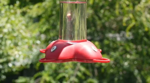 Two hummingbirds. Stock Footage 751645