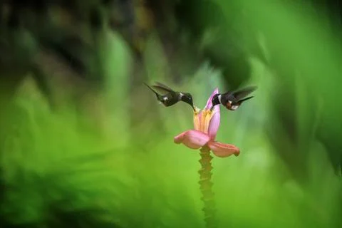 Two hummingbirds hovering next to orange flower,tropical forest, Ecuador, two Stock Photos