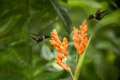 Two hummingbirds hovering next to orange flower,tropical forest, Ecuador, two Stock Photos